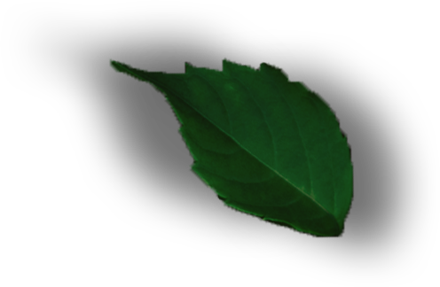 leaf png design